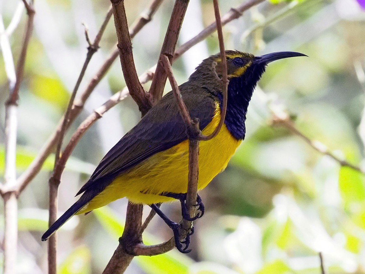 Sahul Sunbird - ML651509935