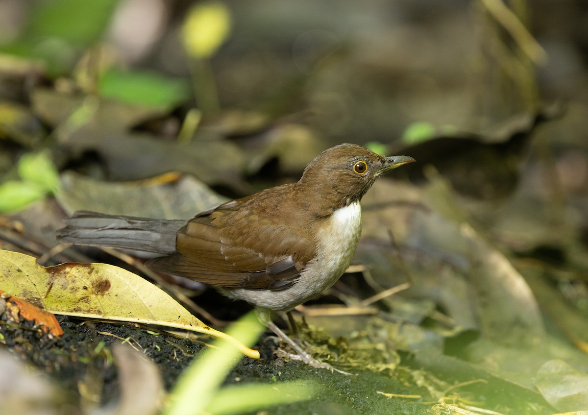 White-necked Thrush - ML651509997