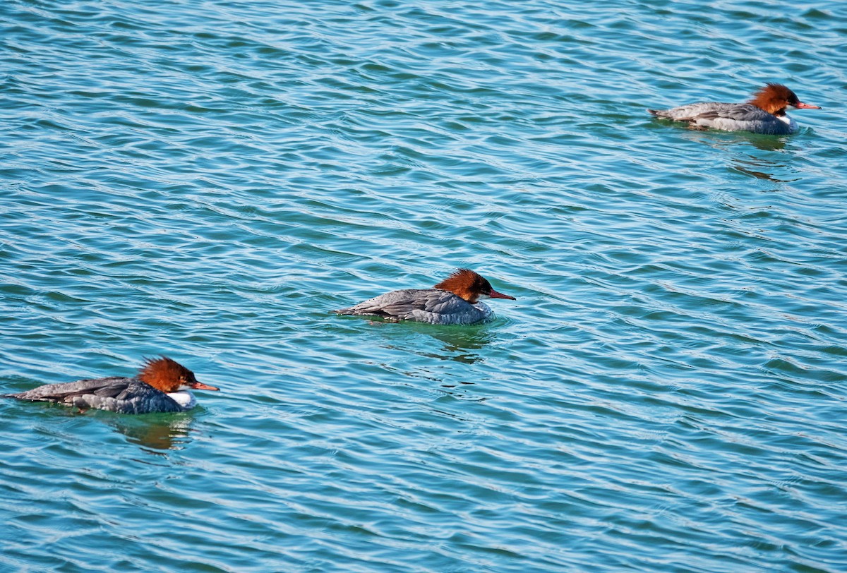 morčák velký - ML651510067