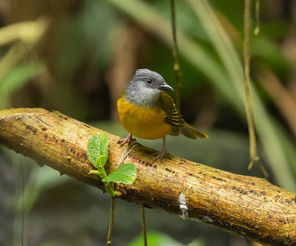 Gray-headed Tanager - ML651511018