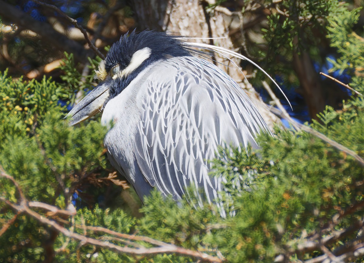 Yellow-crowned Night Heron - ML651511088