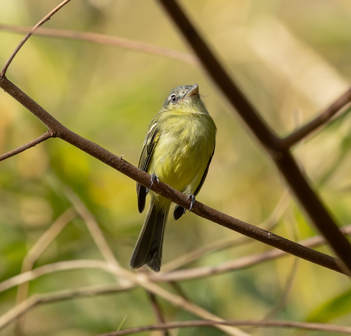 Yellow-olive Flatbill - ML651511515