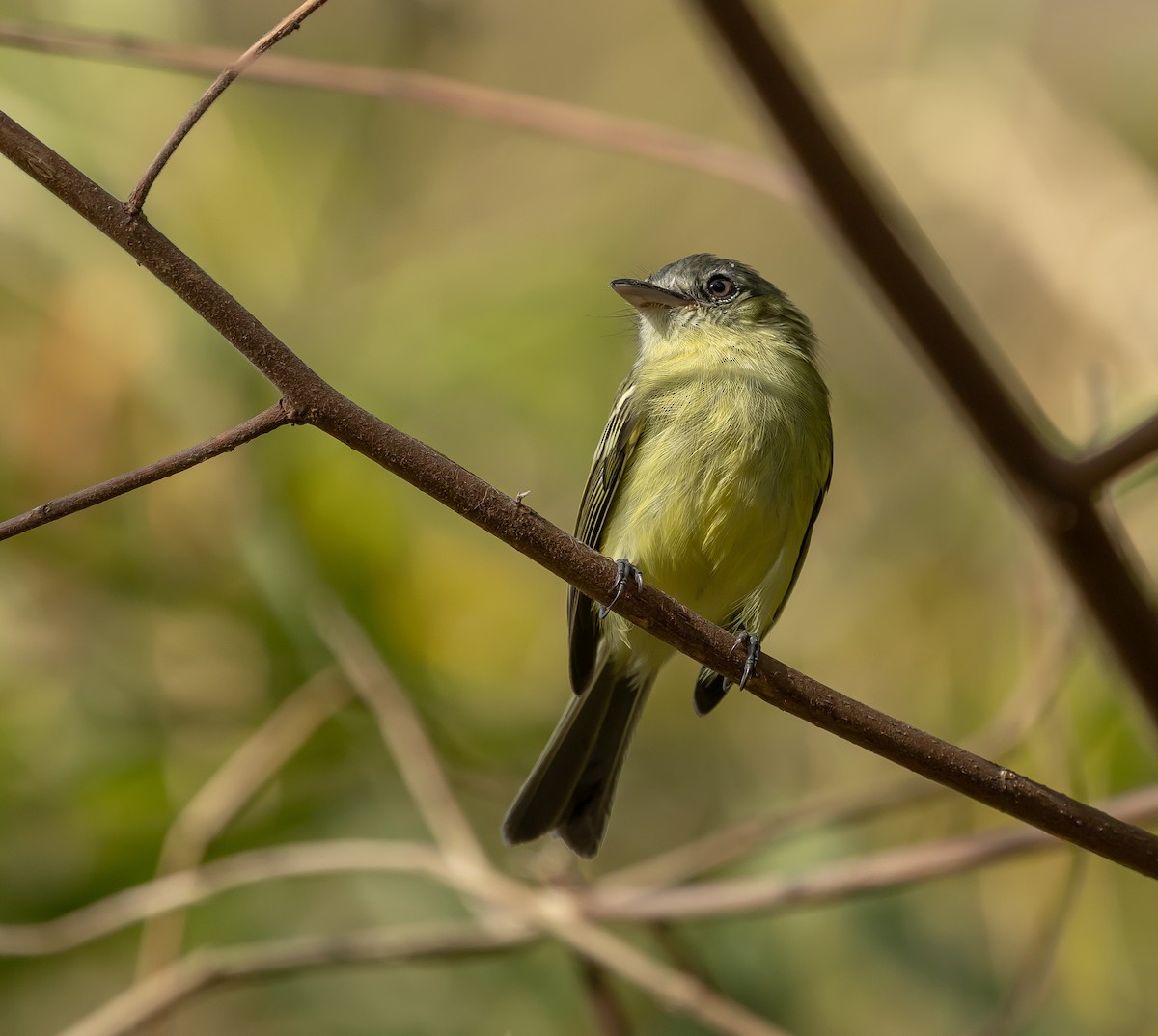 Yellow-olive Flatbill - ML651511516