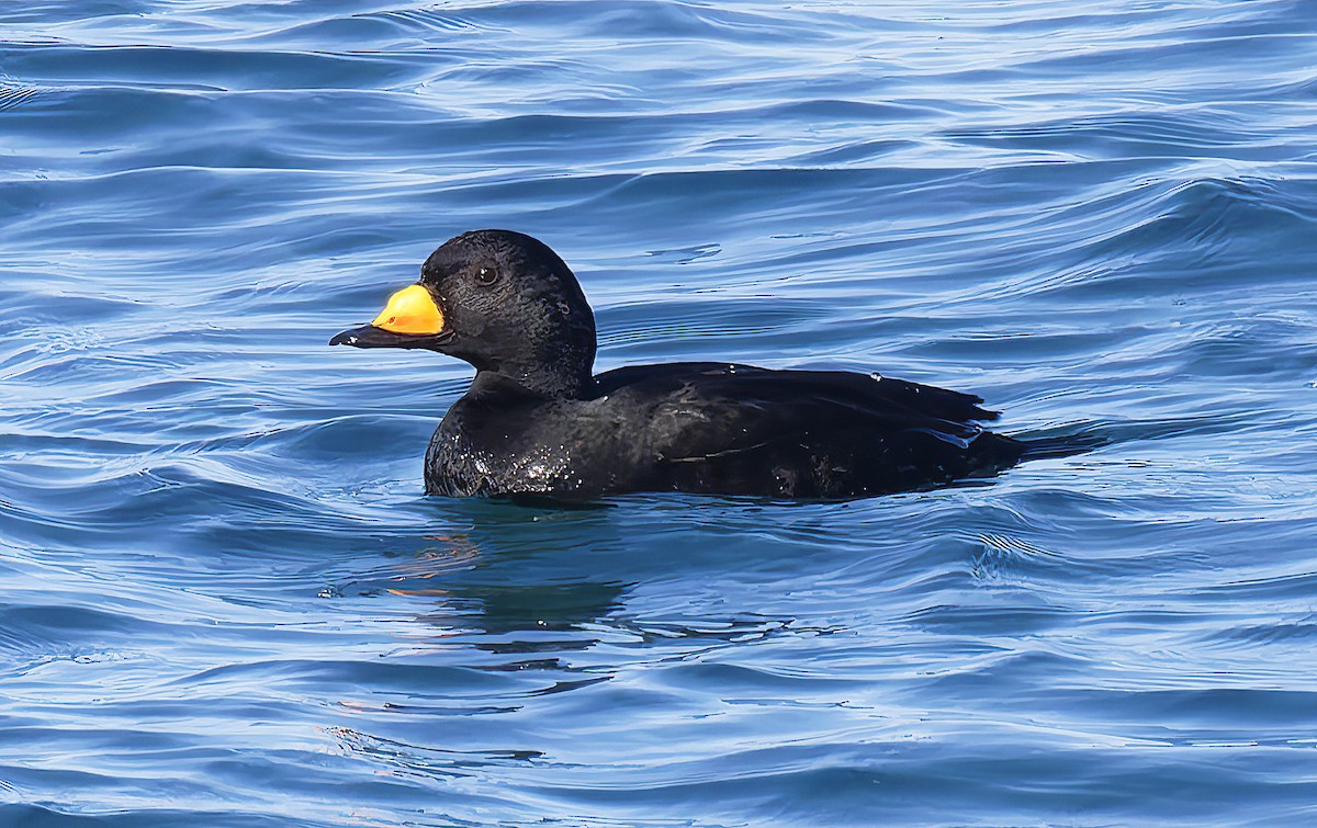 Black Scoter - ML651511572
