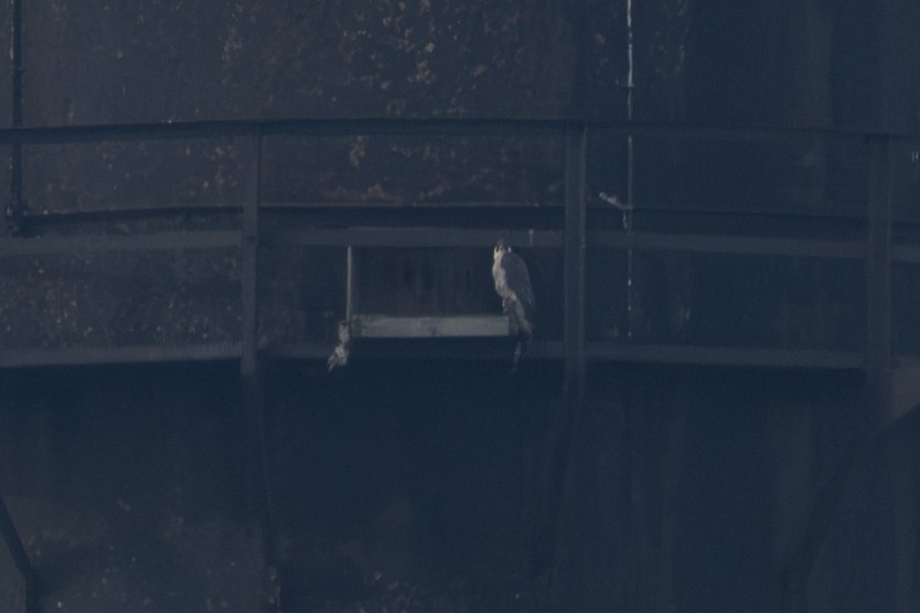 בז נודד - ML651511720