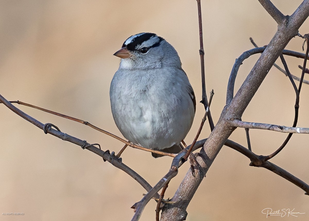 White-crowned Sparrow - ML651512107