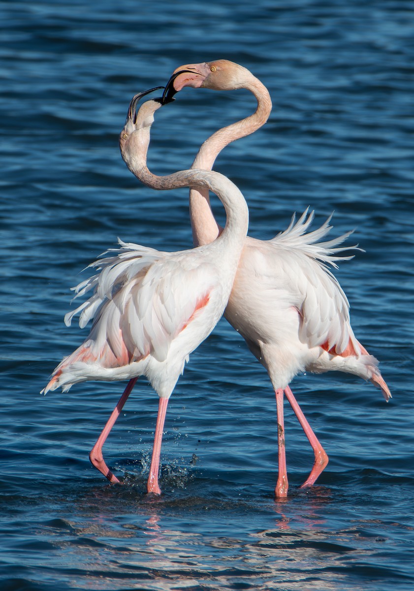 Розовый фламинго - ML651512503