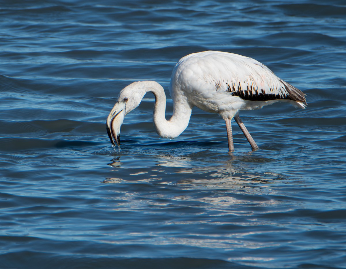 Розовый фламинго - ML651512560