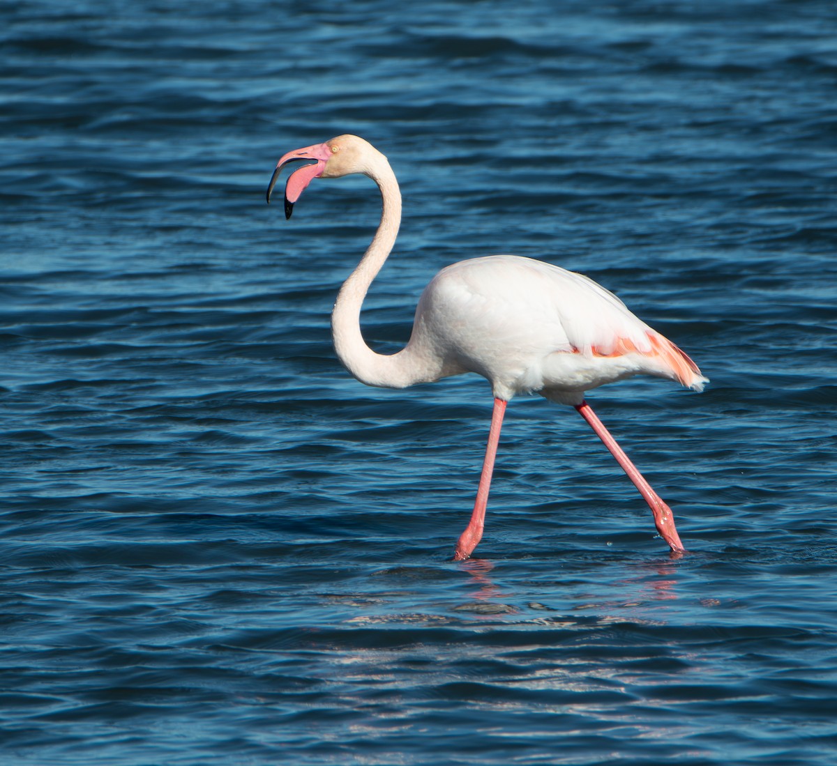 Розовый фламинго - ML651512602