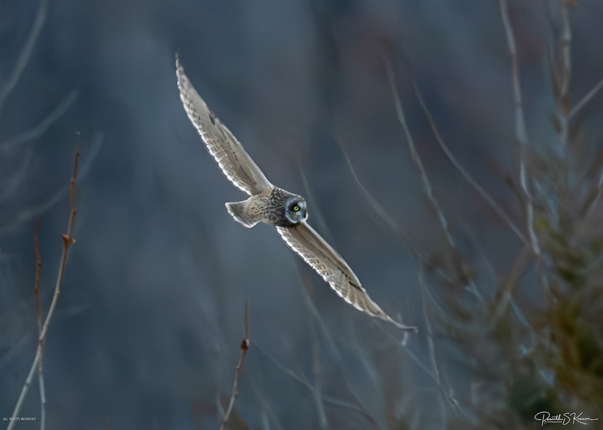 Short-eared Owl - ML651512733