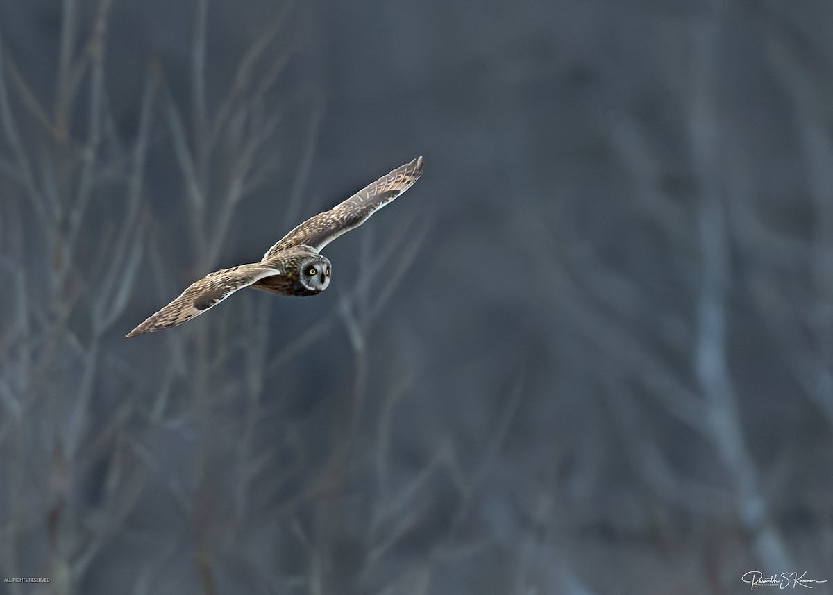 Short-eared Owl - ML651512734