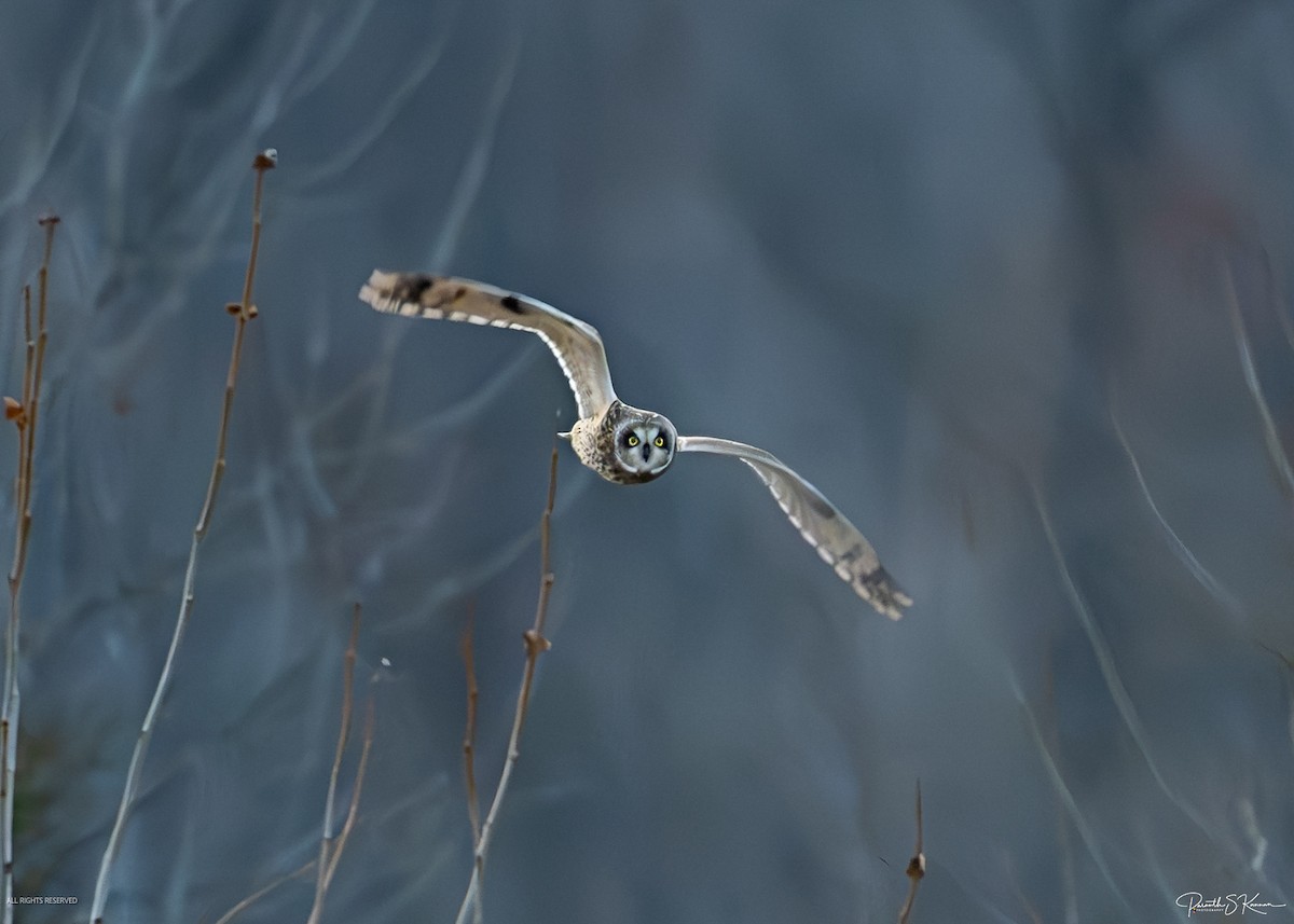 Short-eared Owl - ML651512735