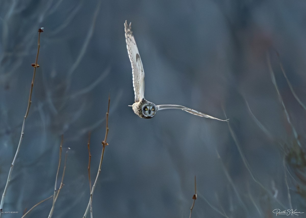 Short-eared Owl - ML651512736