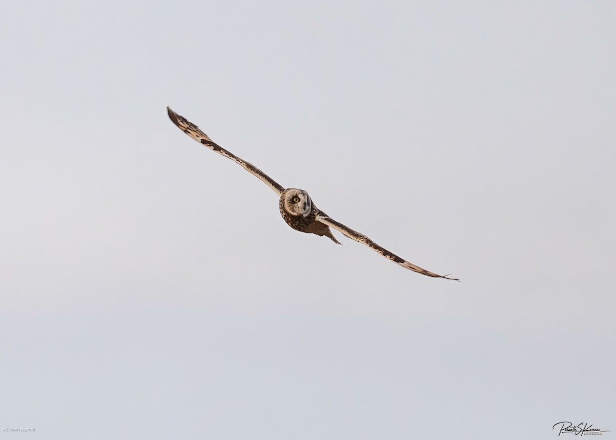 Short-eared Owl - ML651512755