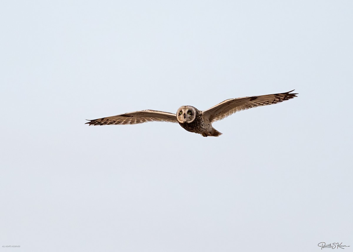 Short-eared Owl - ML651512756