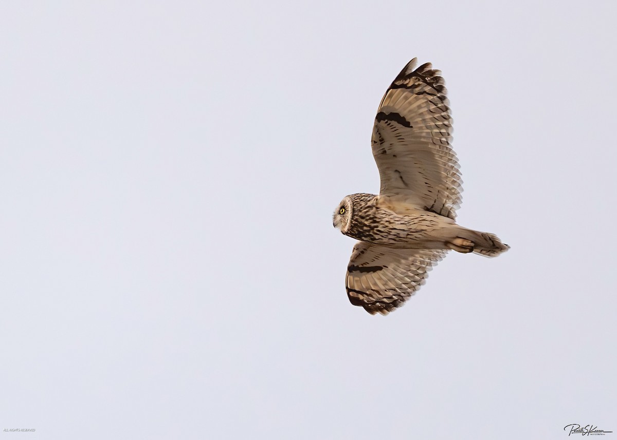 Short-eared Owl - ML651512757