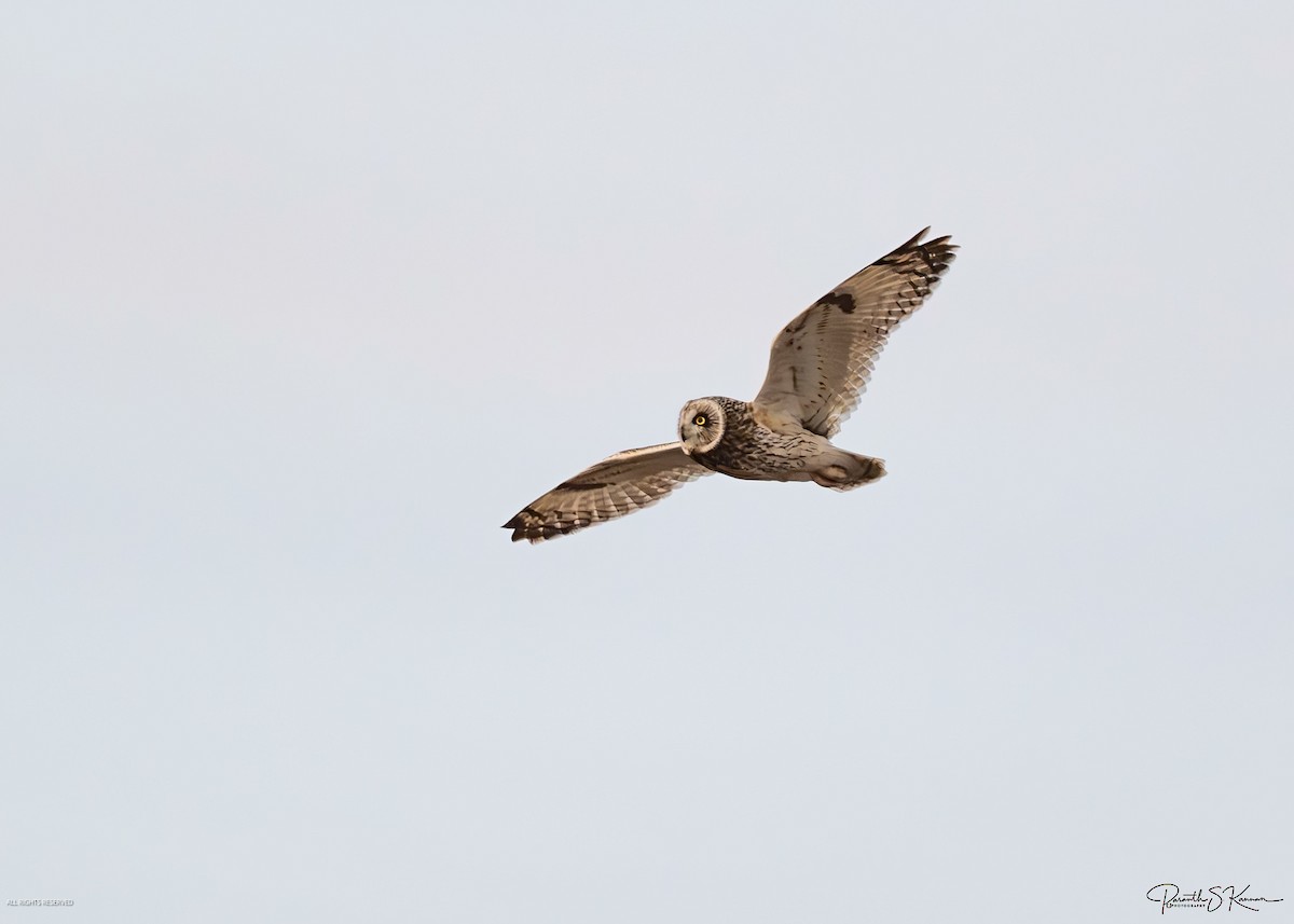 Short-eared Owl - ML651512758