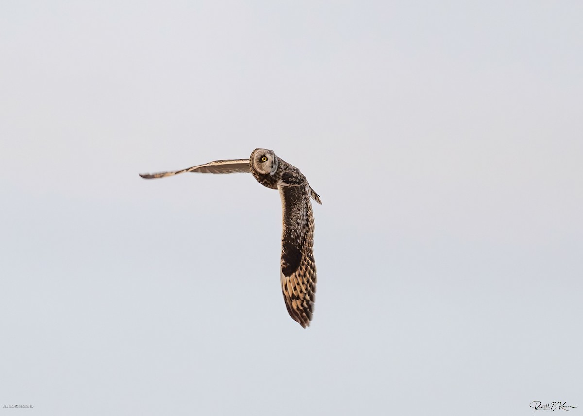 Short-eared Owl - ML651512759