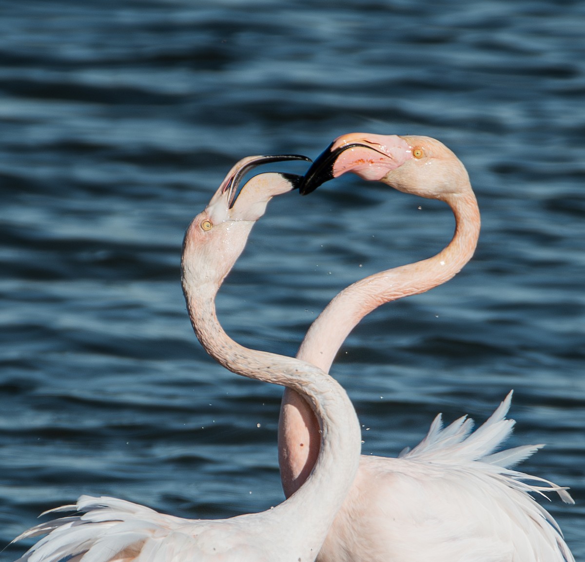 Розовый фламинго - ML651513132