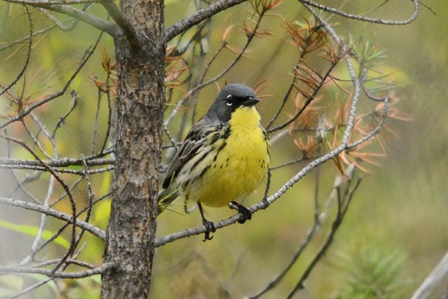 Kirtland's Warbler - ML651513190