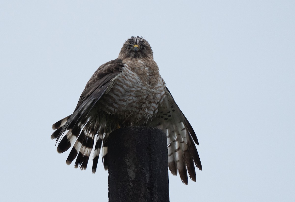 Broad-winged Hawk - ML651513392