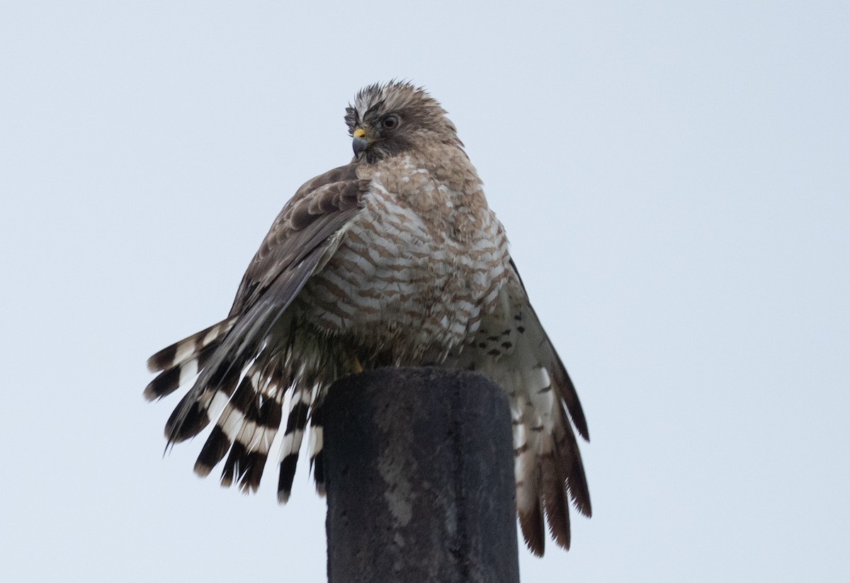 Broad-winged Hawk - ML651513402
