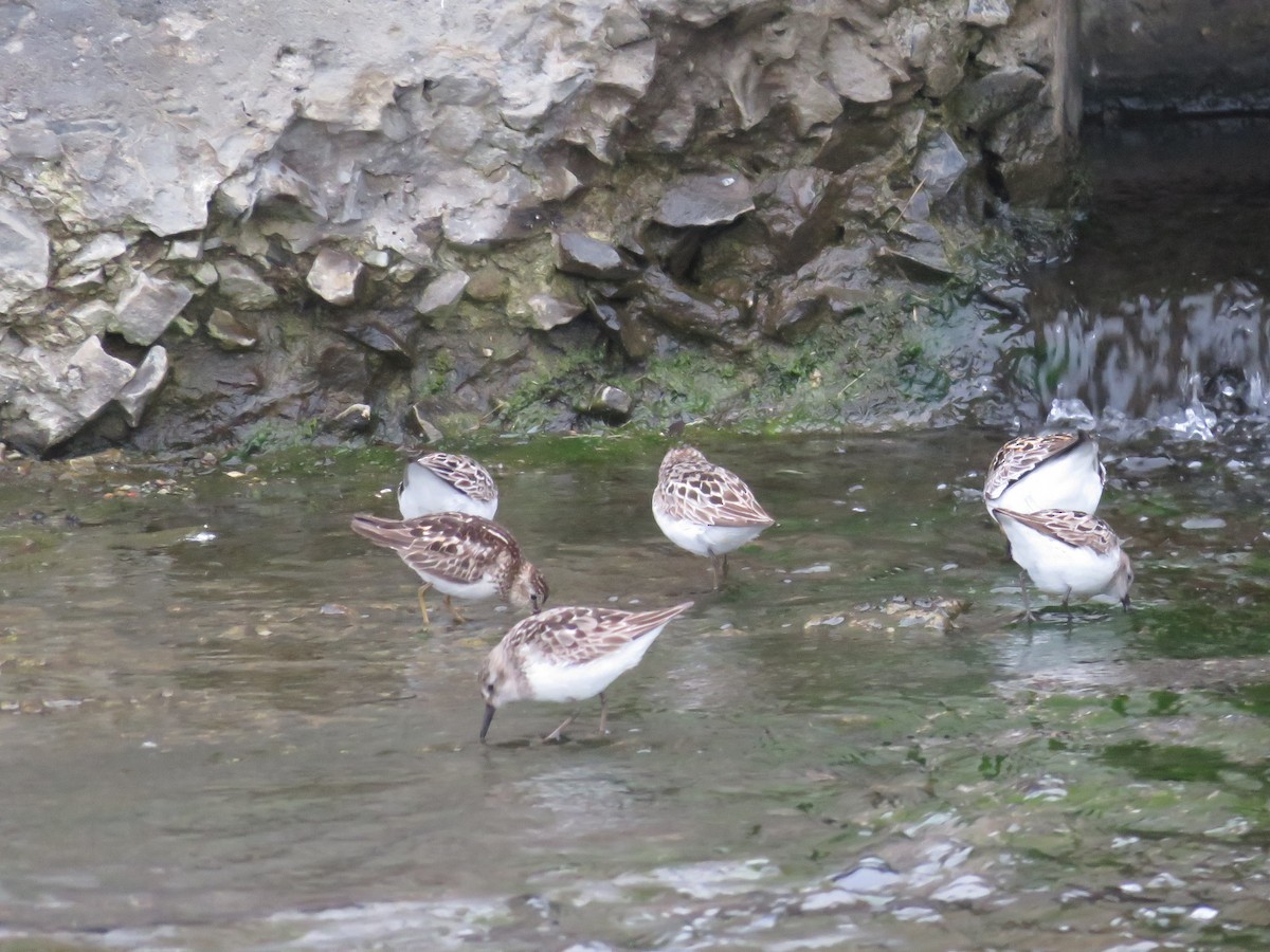 Least Sandpiper - Rene Wendell