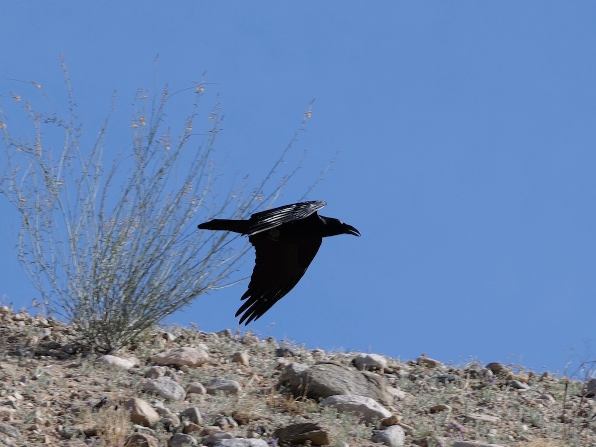 Common Raven - ML651515300