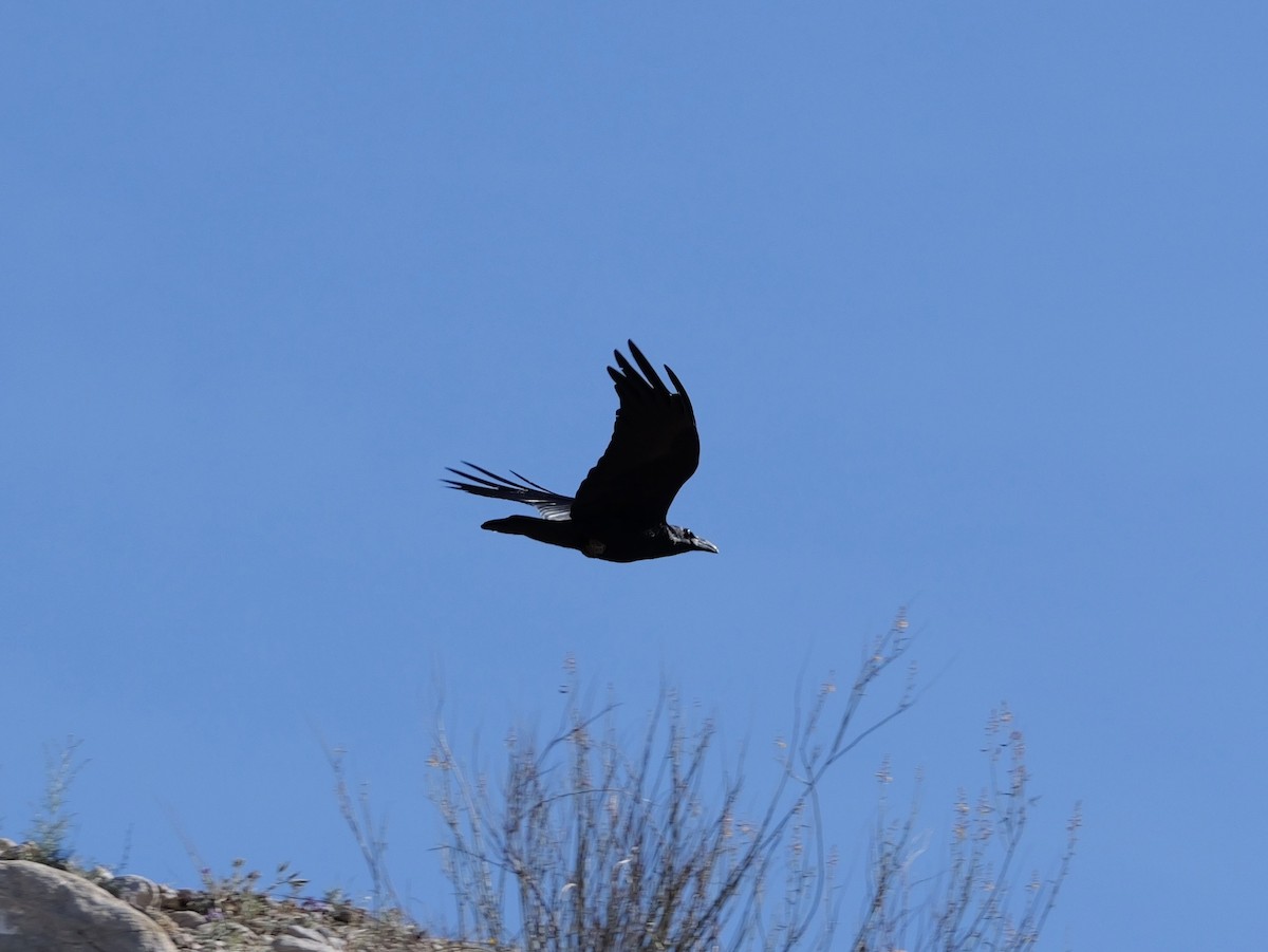 Common Raven - ML651515301