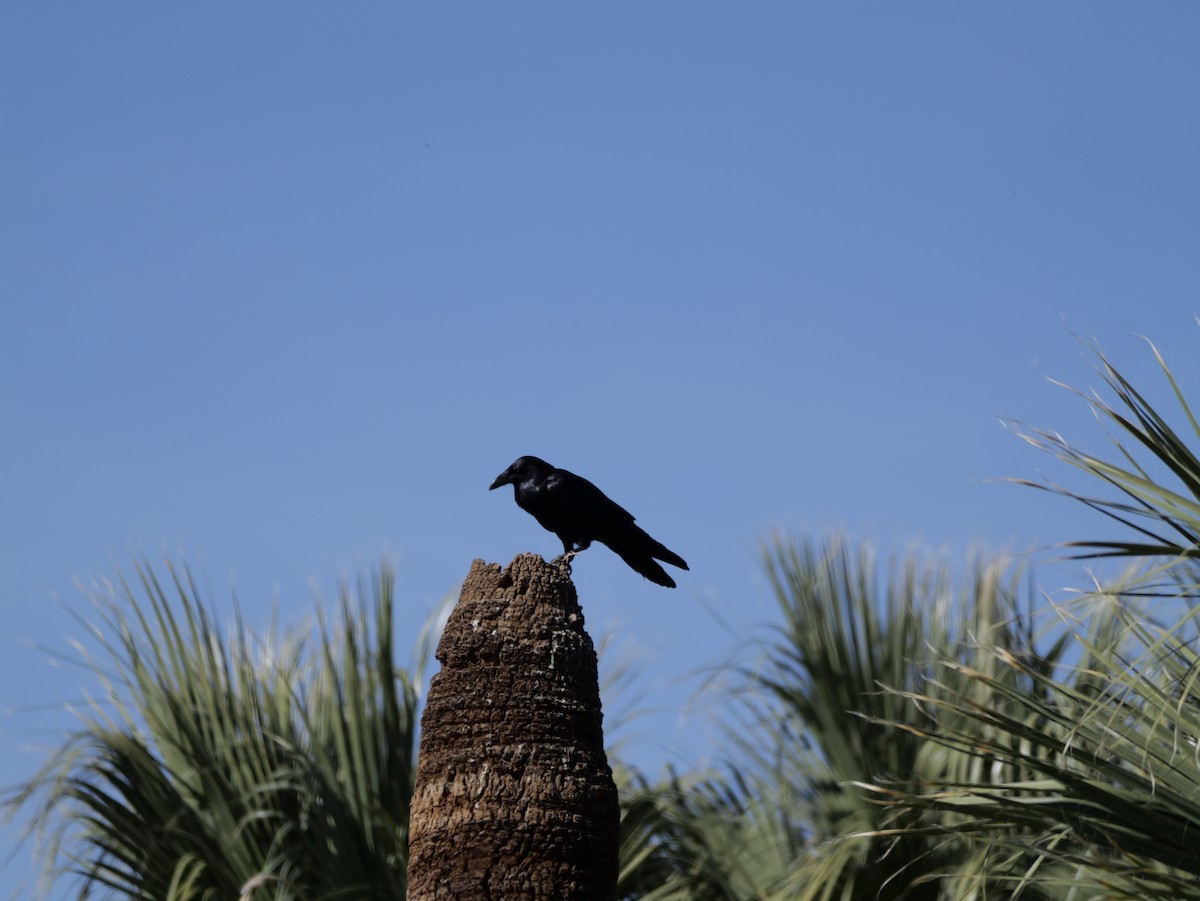 Common Raven - ML651515302