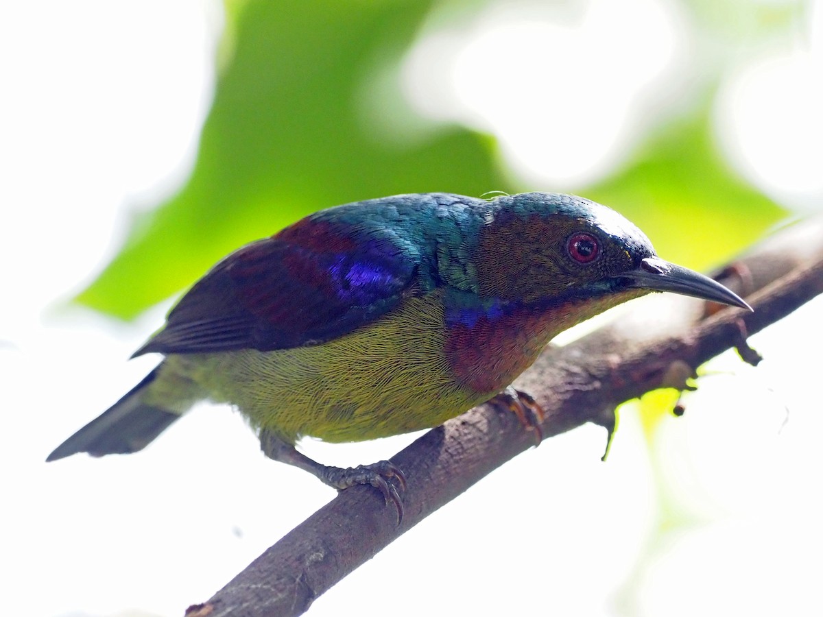 Коричневогорлая нектарница - ML651515431