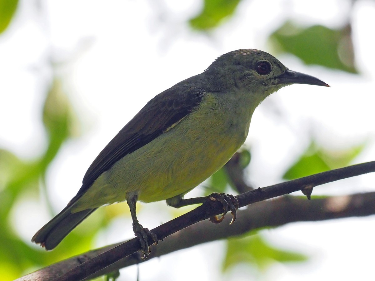 Коричневогорлая нектарница - ML651515432