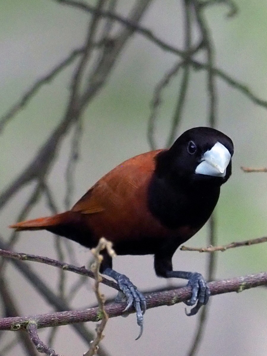 Черноголовая муния - ML651515464