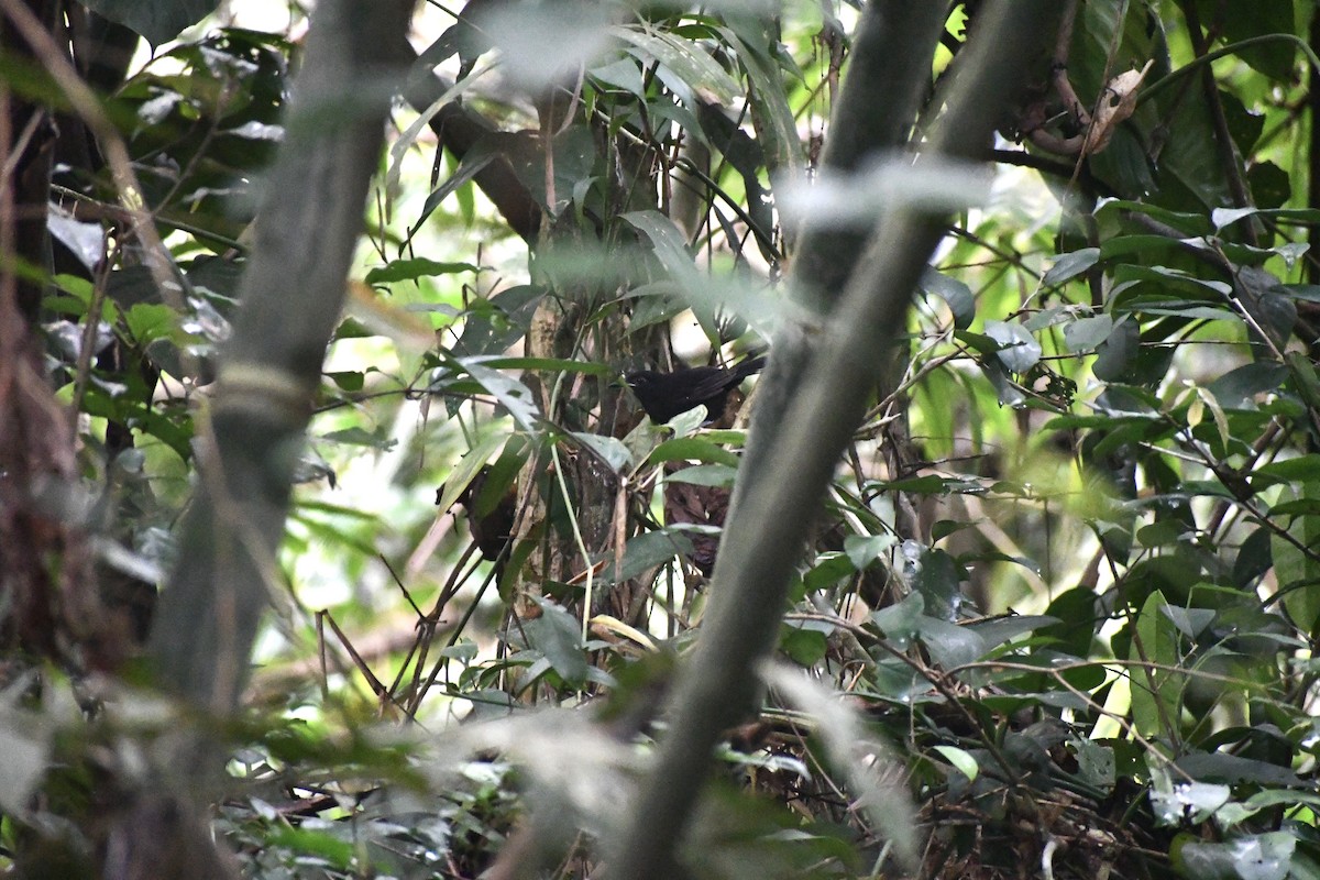 ブラジルアリドリ - ML651515538