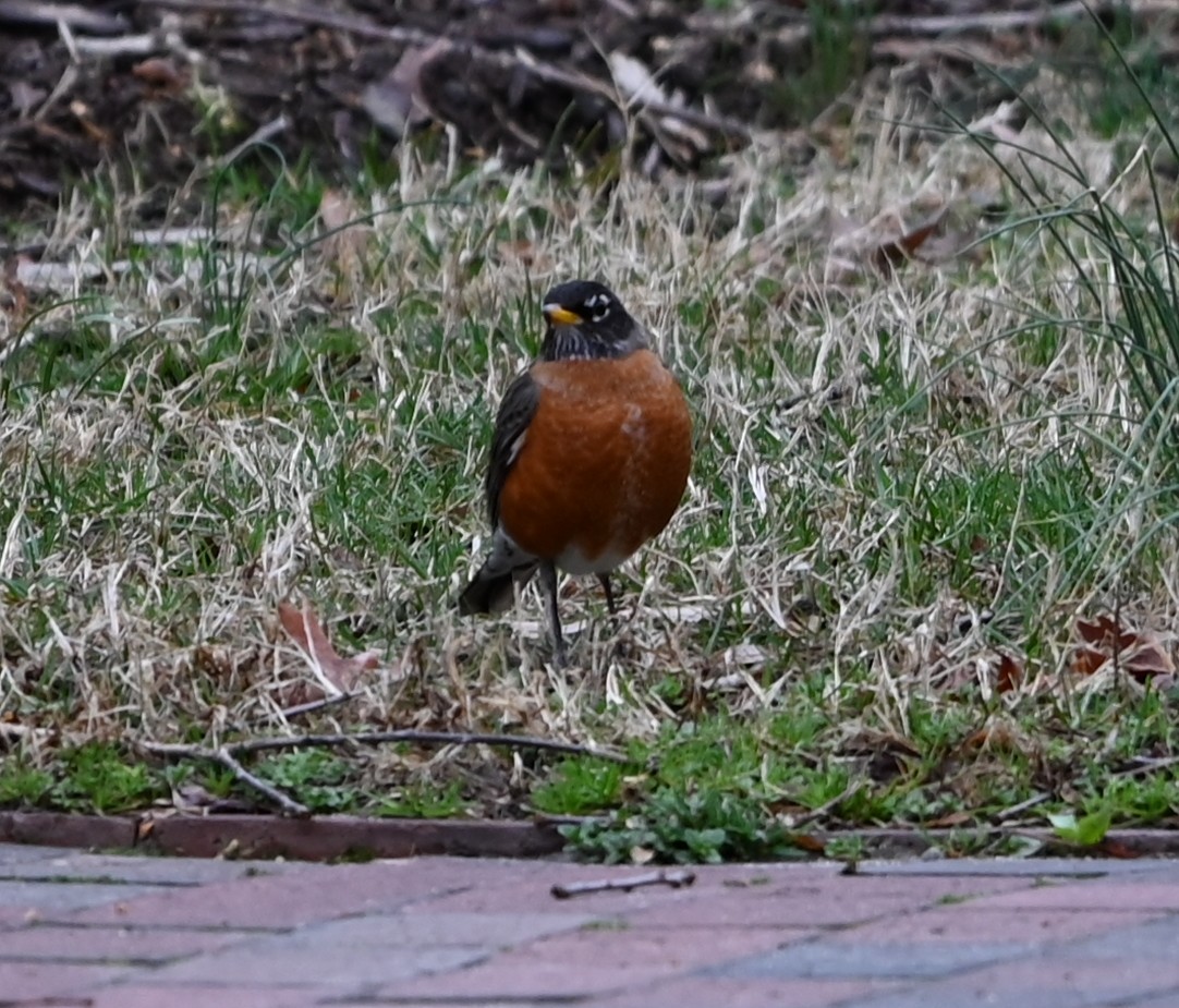 American Robin - ML651516174