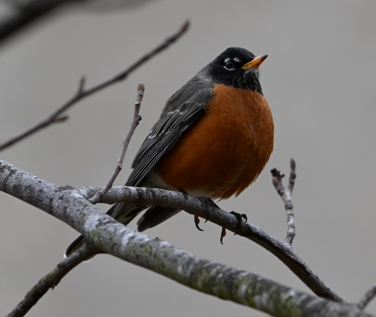 American Robin - ML651516184