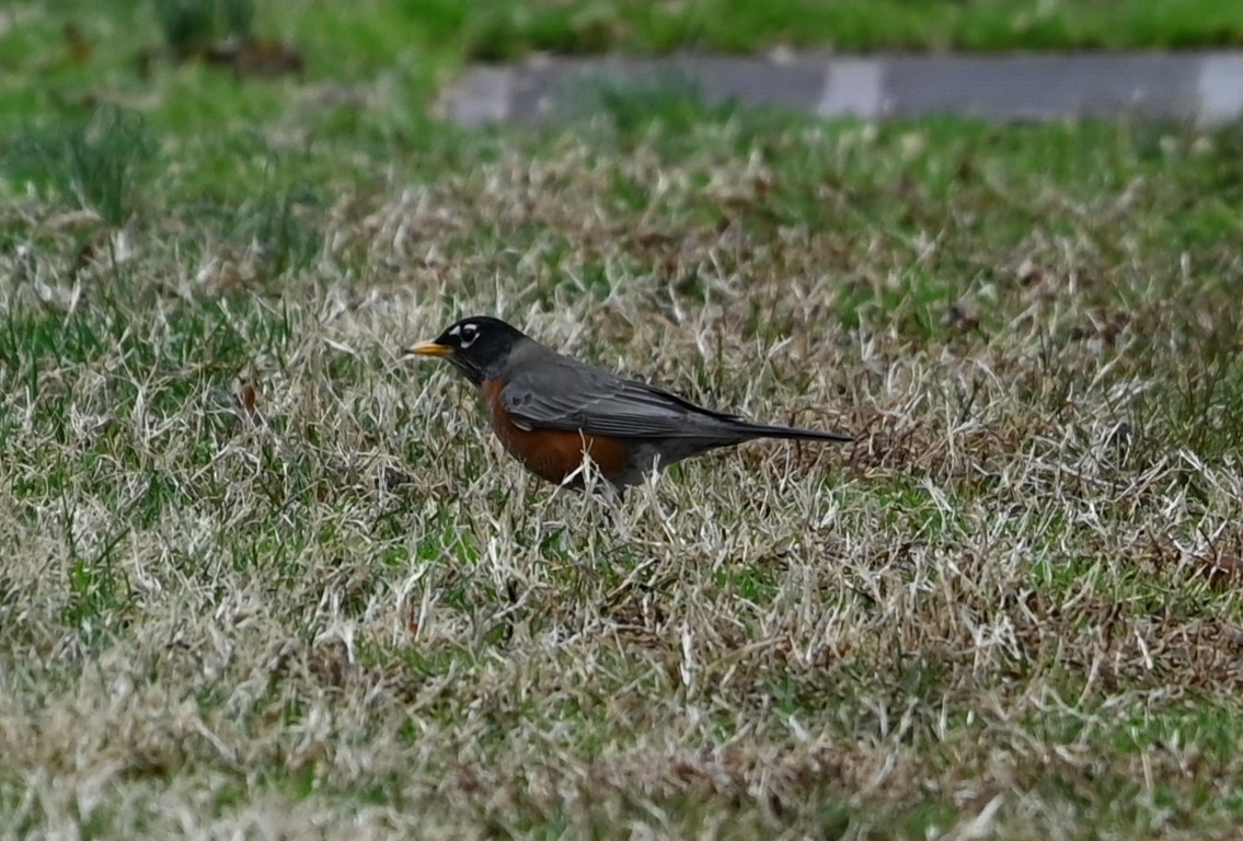American Robin - ML651516197