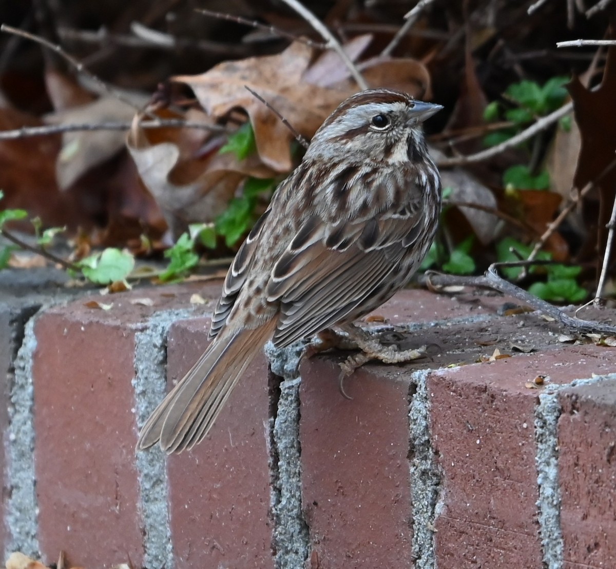 Song Sparrow - ML651516227