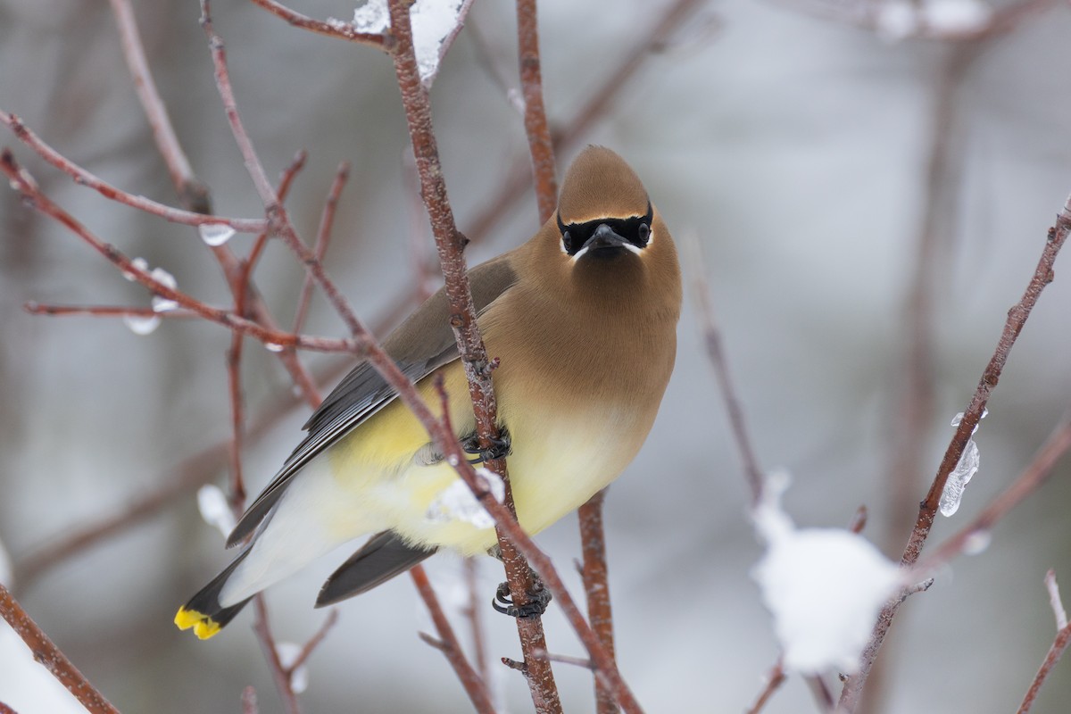 Cedar Waxwing - ML651516240