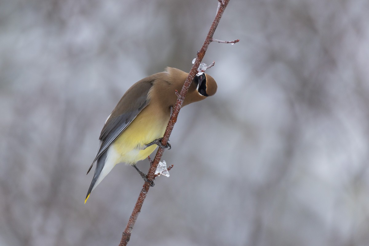 Cedar Waxwing - ML651516241