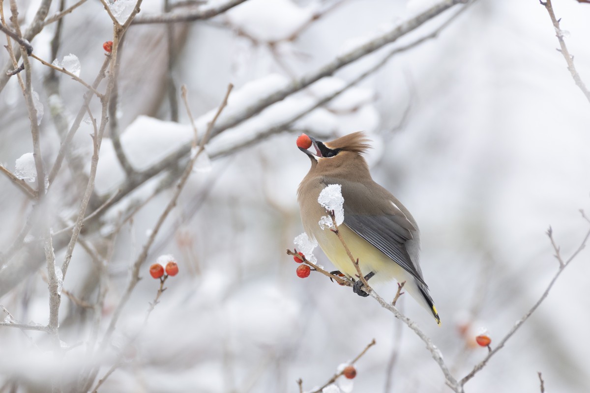 Cedar Waxwing - ML651516247