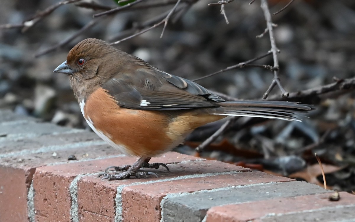Eastern Towhee - ML651516256