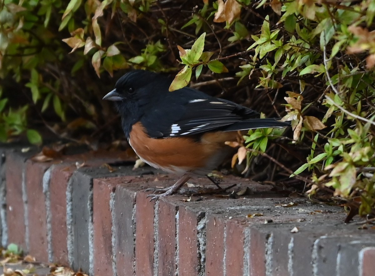 Eastern Towhee - ML651516268