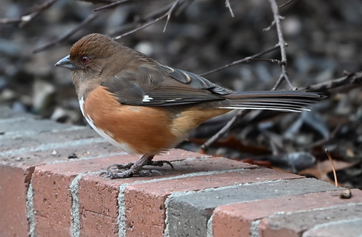 Eastern Towhee - ML651516283