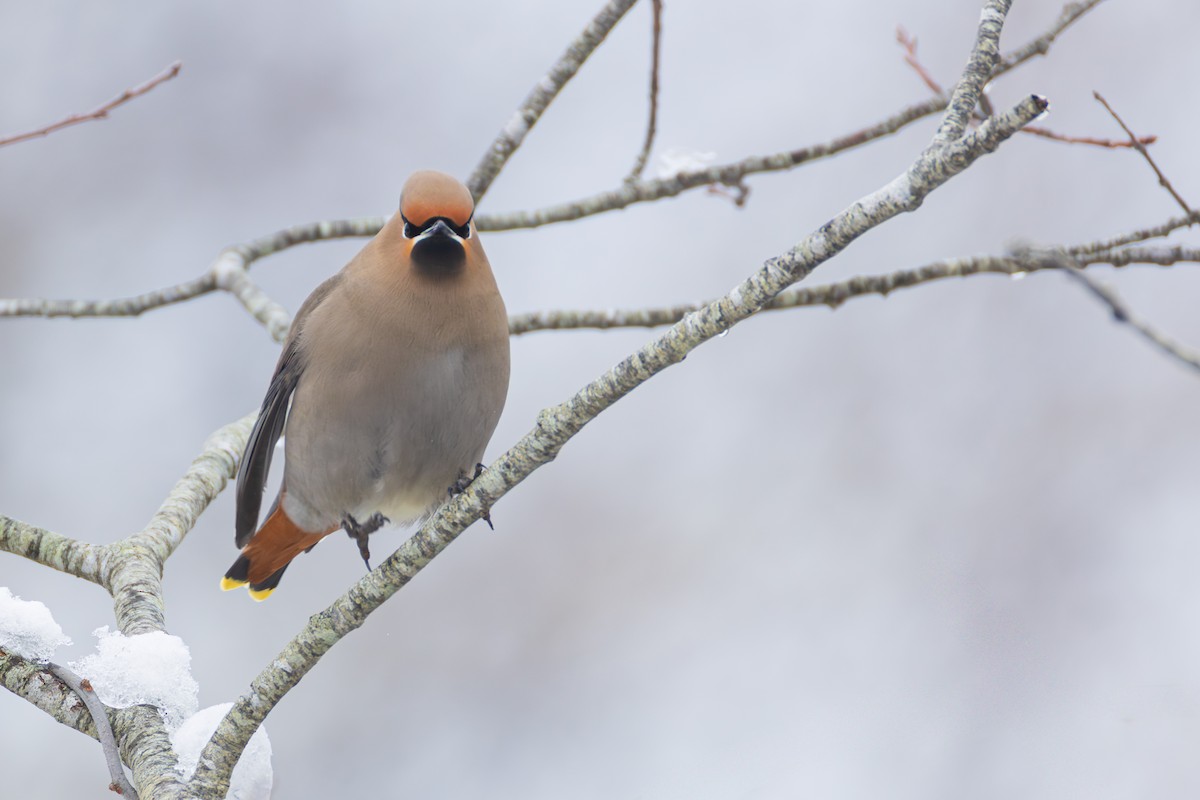 Bohemian Waxwing - ML651516358
