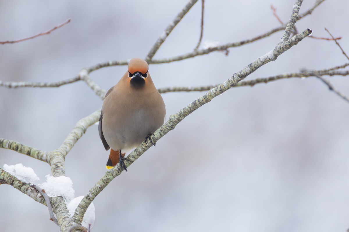 Bohemian Waxwing - ML651516359