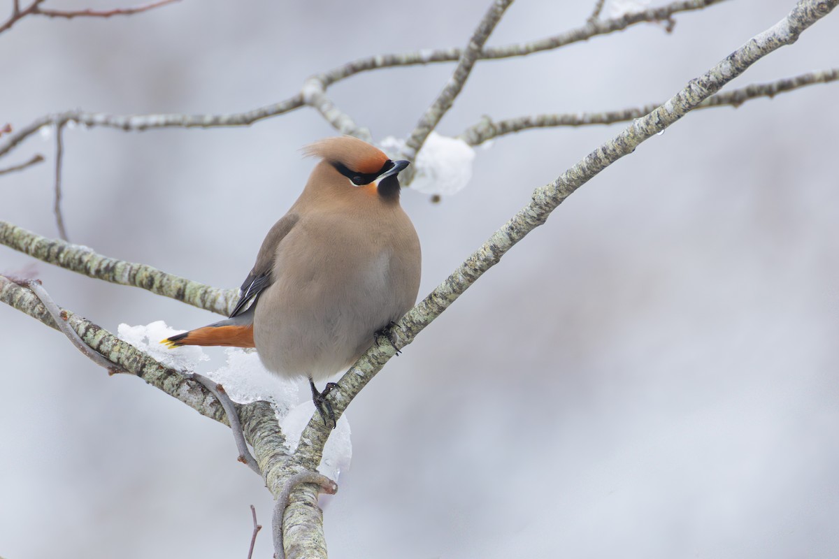 Bohemian Waxwing - ML651516360