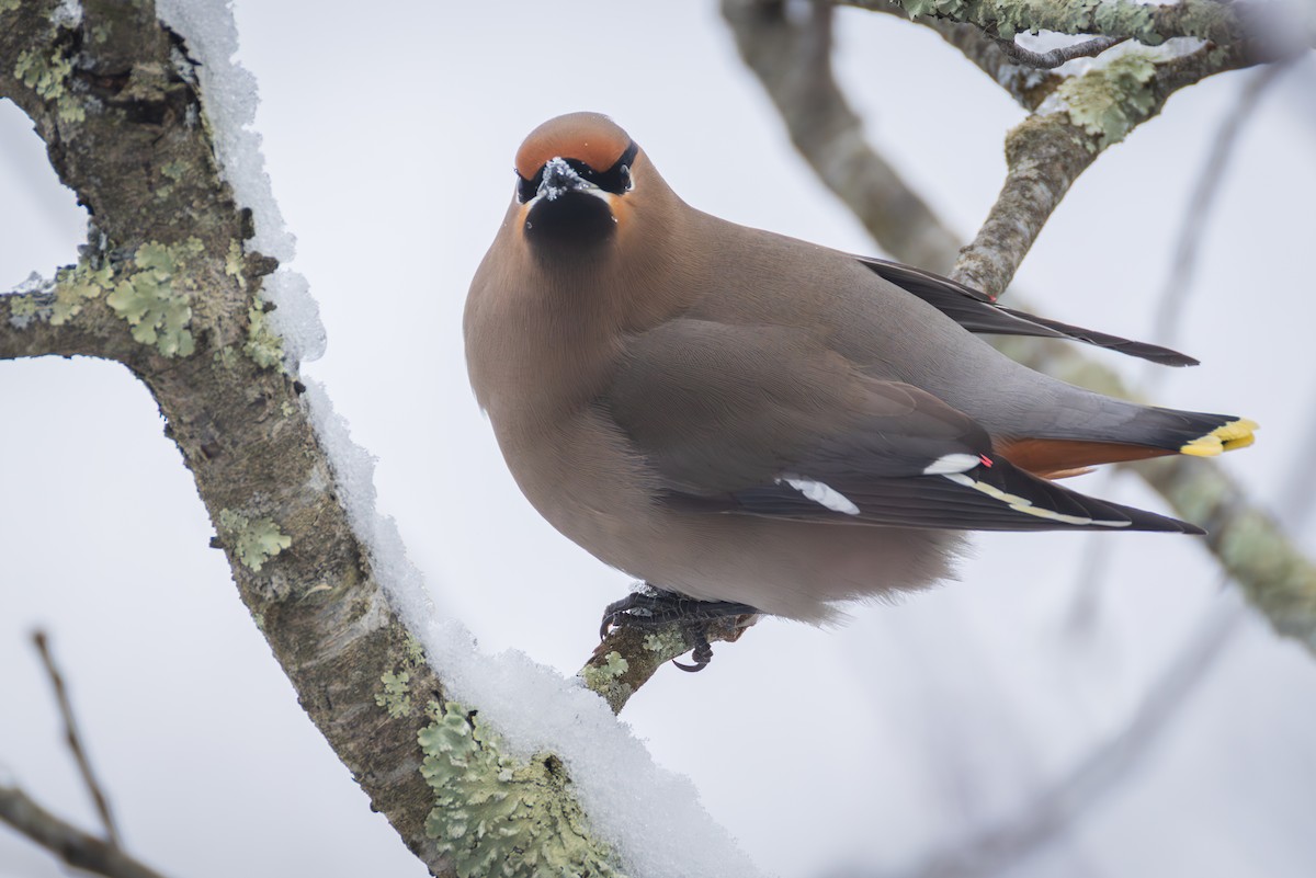 Bohemian Waxwing - ML651516361
