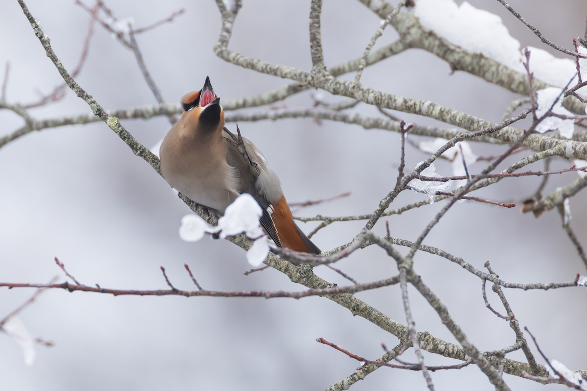 Bohemian Waxwing - ML651516362