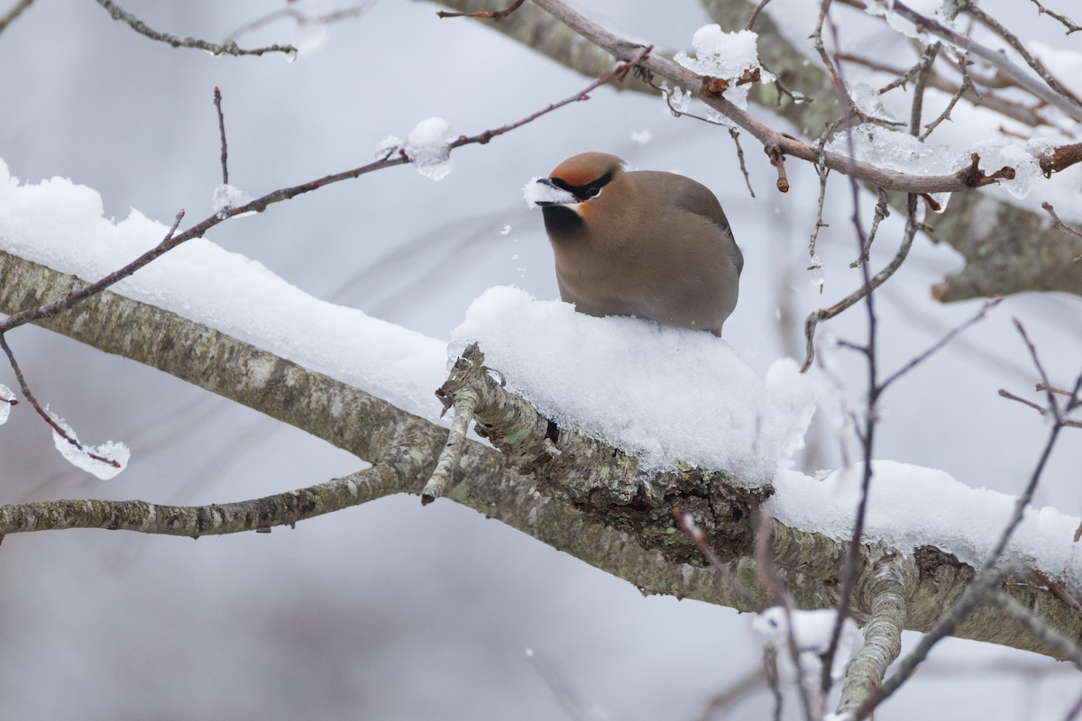Bohemian Waxwing - ML651516363